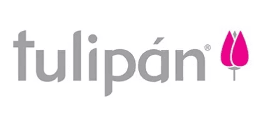 Tulipan